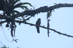 Trogon comptus