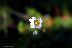 Draba praecox