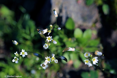Draba praecox