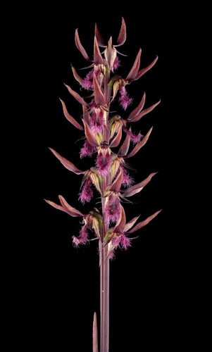 Genoplesium superbum