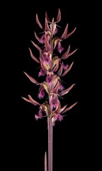 Genoplesium superbum