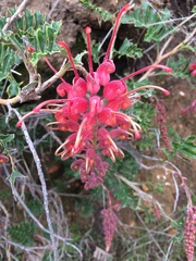 Grevillea bipinnatifida