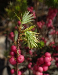 Leptecophylla oxycedrus