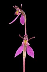Eriochilus magenteus