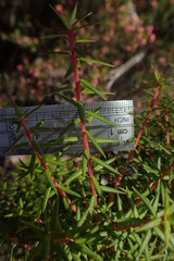 Leptecophylla oxycedrus