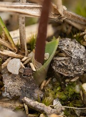 Eriochilus magenteus