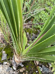 Aloe cooperi image