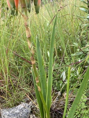 Aloe cooperi image