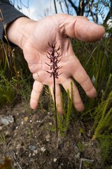 Genoplesium superbum