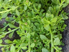 Centipeda elatinoides