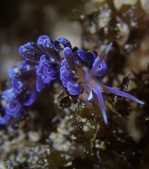 Phyllodesmium macphersonae