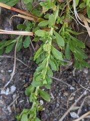 Centipeda elatinoides