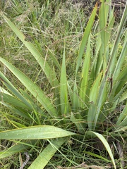 Watsonia pulchra image