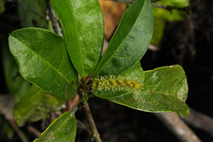 Thecacoris trichogyne