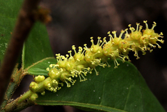 Thecacoris trichogyne