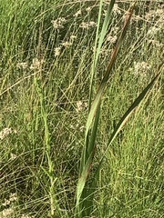 Gladiolus crassifolius