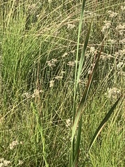 Gladiolus crassifolius