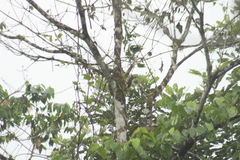 Dendrocincla fuliginosa