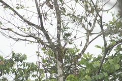 Dendrocincla fuliginosa