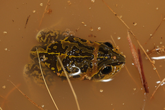 Ranoidea brevipes