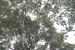 Ramphastos brevis