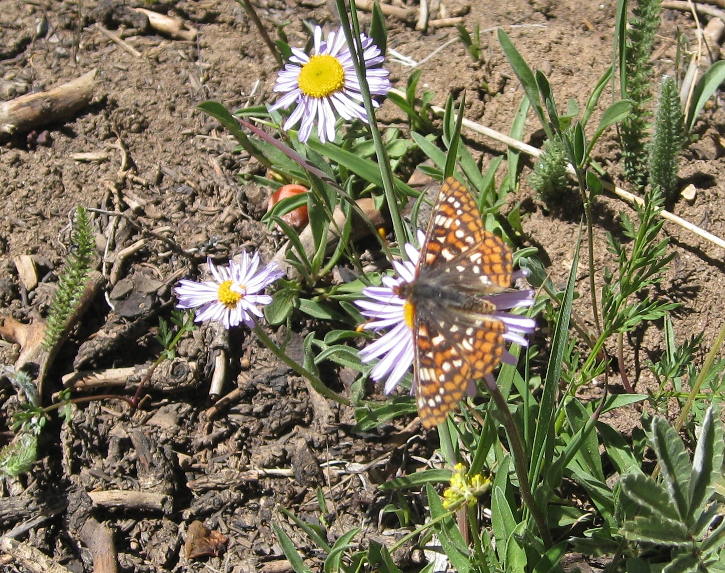 Erigeron ursinus
