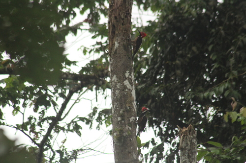 Guayaquil Woodpecker (Campephilus gayaquilensis), photo 8