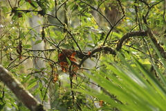 Mitrospingus cassinii