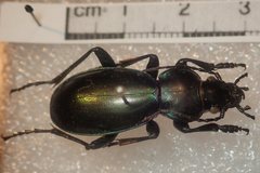 Carabus torosus lohsei