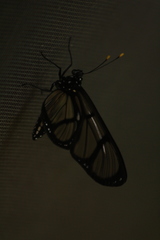 Methona confusa psamathe