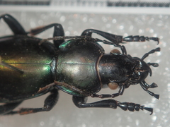 Carabus torosus lohsei
