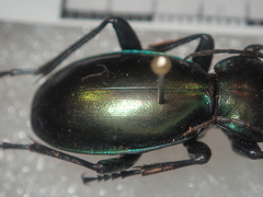 Carabus torosus lohsei