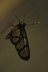 Methona confusa psamathe