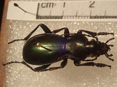 Carabus torosus lohsei