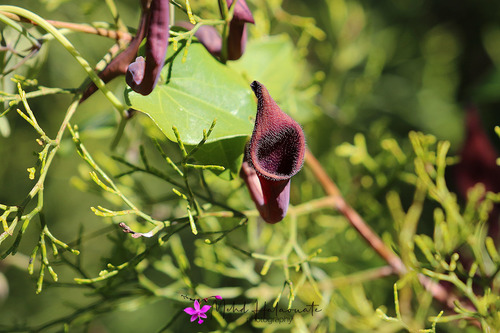 Aristolochia baetica image