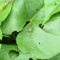 Phylloscyrtus amoenus