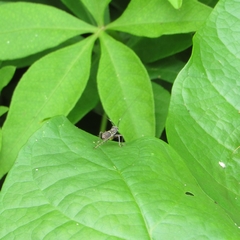 Phylloscyrtus amoenus