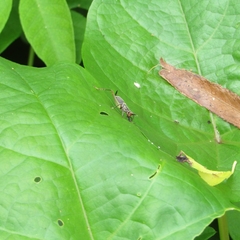 Phylloscyrtus amoenus