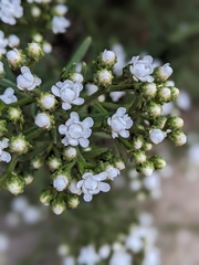 Ixodia achillaeoides