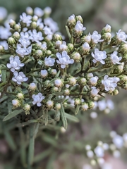 Ixodia achillaeoides