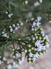 Ixodia achillaeoides