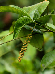 Thecacoris trichogyne