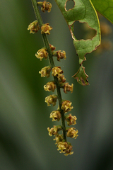 Thecacoris trichogyne