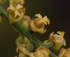 Thecacoris trichogyne