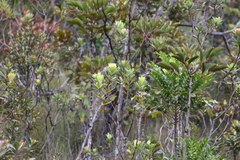 Xanthostemon aurantiacus