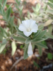 Distimake tomentosus