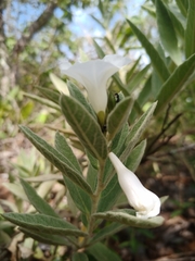 Distimake tomentosus