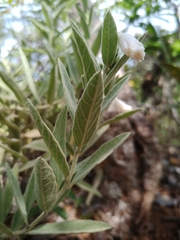 Distimake tomentosus