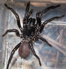Hadronyche adelaidensis