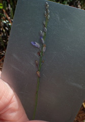 Comesperma defoliatum